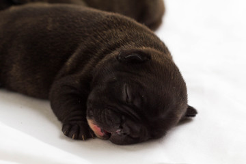 Newborn french bulldog puppy sleeping on white blanket.