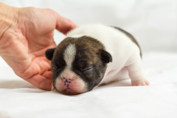 Cute newborn french bulldog sleeping in breeder's hand on a white blanket
