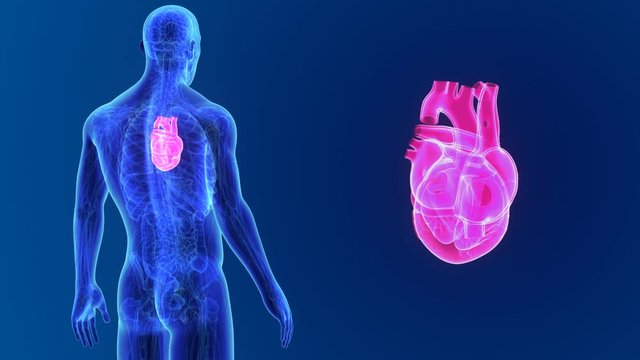 Heart zoom with anatomy