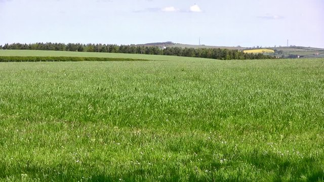 Wide shot of an open meadow of farmland grass in England on a breezy but sunny day. The grass will eventually be cut for silage or hay.