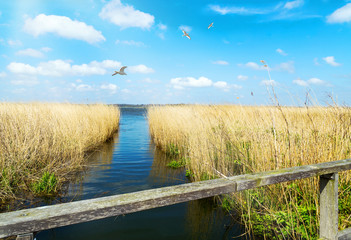 Schleiufer mit Schilfgürtel und Möwen in Schleswig-Holstein
