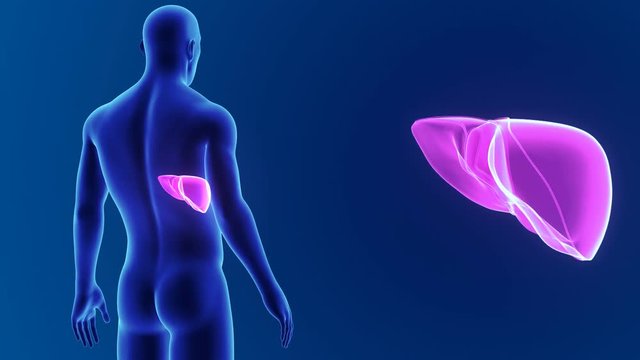 Liver zoom with body.