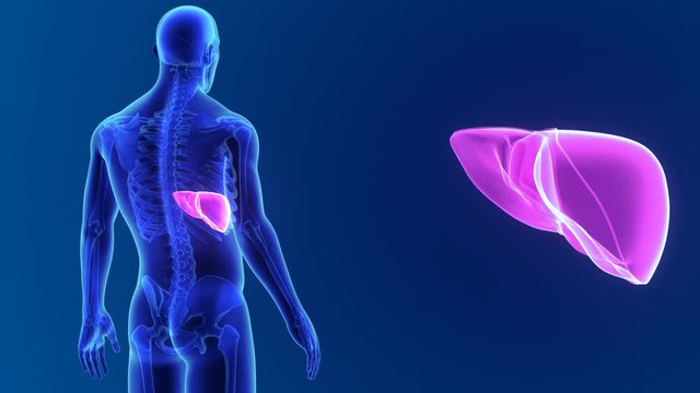 Liver zoom with skeleton