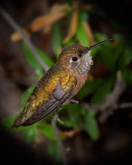 Hummingbird on Branch