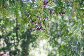 Closeup of fresh green sprigs of northern cedar and seed pods