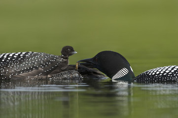 Great Northern Loon (Gavia immer), Common Loon with just hatched chick
