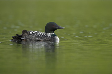 Great Northern Loon (Gavia immer), Common Loon with just hatched chick