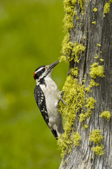 Hairy Woodpecker (Picoides villosus), male