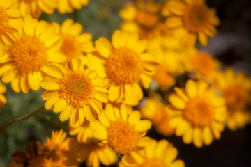 Yellow Flower Cluster