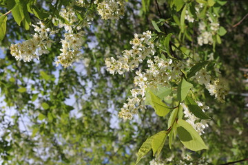 Common bird cherry (Prunus padus), wild Cherry or wrist, or Cherry bird— a species of small trees or shrubs of the genus Plum Pink family