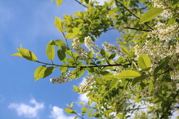 Common bird cherry (Prunus padus), wild Cherry or wrist, or Cherry bird— a species of small trees or shrubs of the genus Plum Pink family