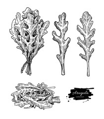 Arugula leaf hand drawn vector illustration set. Isolated Vegetable engraved style object. Detailed vegetarian food
