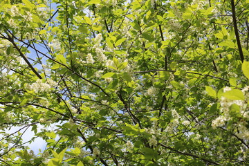 Common bird cherry (Prunus padus), wild Cherry or wrist, or Cherry bird— a species of small trees or shrubs of the genus Plum Pink family