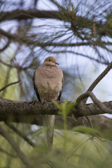 Dove on a pine limb