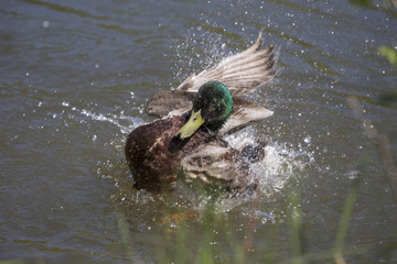 Duck Bath on water