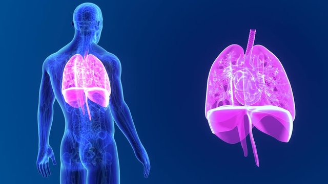 Heart, Lungs and Diaphragm zoom with anatomy