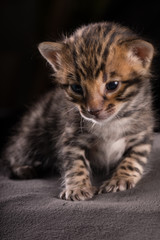 Fototapeta na wymiar Bengal Kitten 3 Weeks young