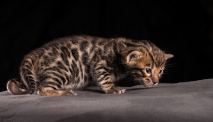 Obraz premium Bengal Kitten 3 tygodnie życia