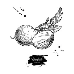 Radish hand drawn vector illustration. Isolated Vegetable engraved style object wirh sliced pieces.