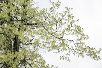 Fototapeta premium Delicate Spring Growth