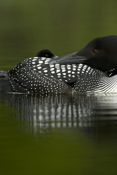 Great Northern Loon (Gavia immer), Common Loon with just hatched chick