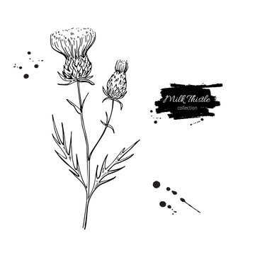 Milk thistle flower vector drawing set. Isolated wild plant and leaves. Herbal engraved style