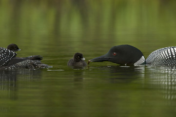 Great Northern Loon (Gavia immer), Common Loon with just hatched chick