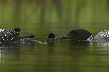 Great Northern Loon (Gavia immer), Common Loon with just hatched chick