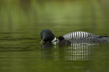 Great Northern Loon (Gavia immer), Common Loon with just hatched chick