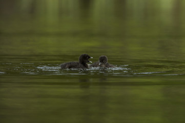 Great Northern Loon (Gavia immer), Common Loon with just hatched chick