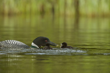 Great Northern Loon (Gavia immer), Common Loon with just hatched chick