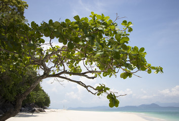 Tree branch on white sand beach beautiful in nature 