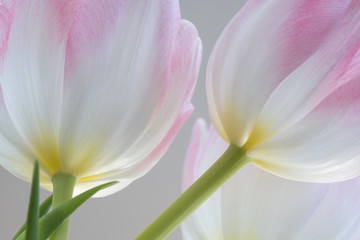 Pink and White Tulips