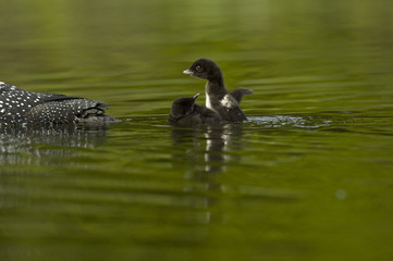 Great Northern Loon (Gavia immer), Common Loon with just hatched chick