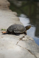 Turtle shot on vintage lens 