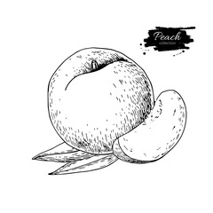 Peach vector drawing. Isolated hand drawn peach and sliced piece