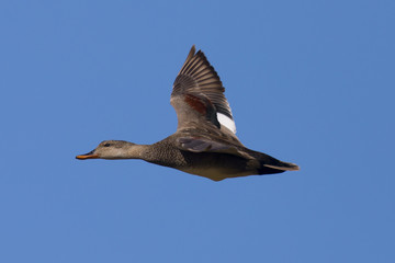Mallard against the sky, seen in the wild in a North California marsh