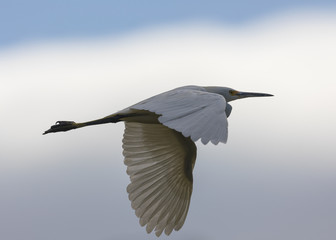 Great egret flying in the wild in North California