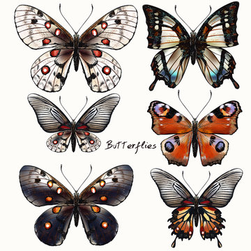 Collection of vector vintage realistic butterflies in vintage style