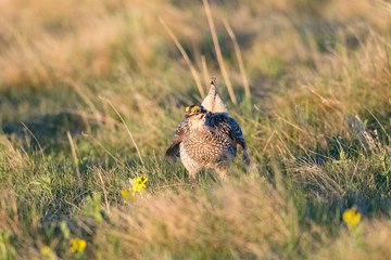 Sharp-Tailed Grouse LEK
