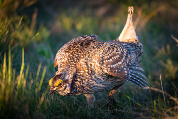 Sharp-Tailed Grouse LEK