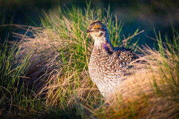 Sharp-Tailed Grouse LEK
