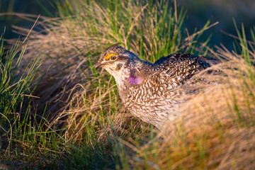Sharp-Tailed Grouse LEK