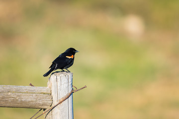 Red-winged Blackbird (Agelaius phoeniceus)