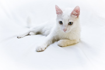 Gato branco deitado em fundo branco.