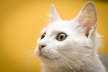 Retrato de um gato branco observando.