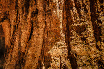 Bark of sequoia California