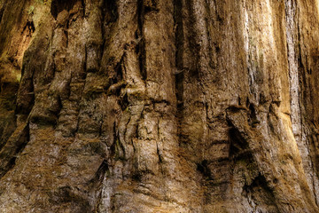 Bark of sequoia California