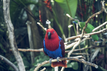 Red Parott