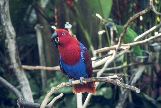Red Parott
